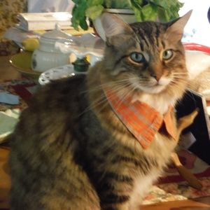 Free Pet Collar with Purchase!